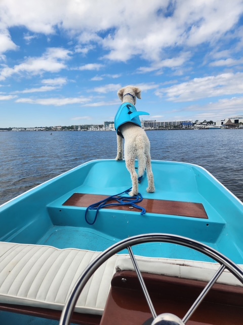 
								1964 Boston Whaler 13′ Sport full									